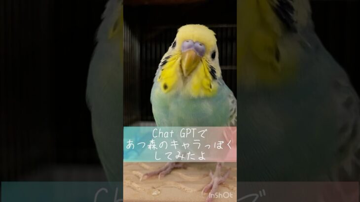 ChatGPTであつ森キャラに変身チュキちゃん✨ #ペット動画 #セキセイインコ #javasparrow #インコ #すごい #癒し #birds #おすすめにのりたい #かわいい #おもしろ