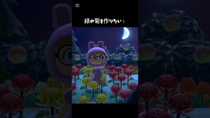 [緑の菊を作りたい]道のりは長い…。#あつ森 #あつまれどうぶつの森 #緑の菊 #JO1島