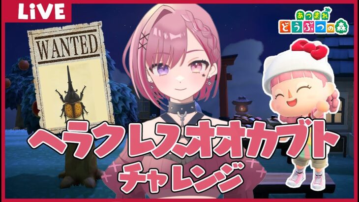 【#あつ森 #雑談】★ヘラクレスオオカブトチャレンジします！耐久じゃないよ★初見さん大歓迎！挨拶だけでも♪ #ゲーム実況★【セツカ/#新人VTuber】