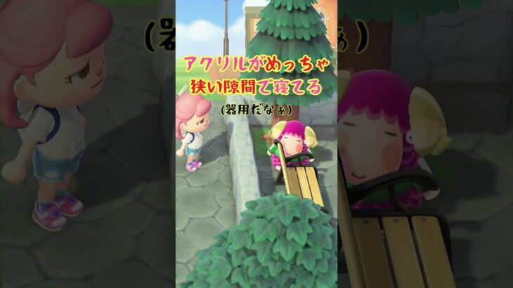 狭いところが好きなのか #あつ森 #あつまれどうぶつの森 #ゲーム #animalcrossing #acnh