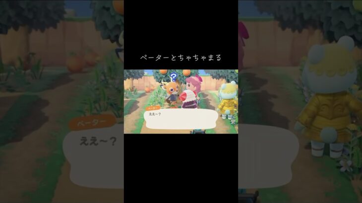 #ペーター#ちゃちゃまる#あつ森 #あつまれどうぶつの森 #animalcrossing #animalcrossingnewhorizons #動物森友會 #動森 #彼得#茶茶丸