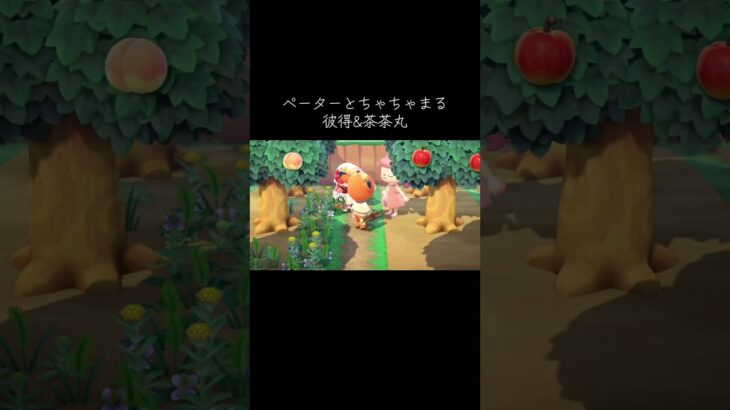 #ちゃちゃまる #ペーター#あつ森 #あつまれどうぶつの森 #animalcrossingnewhorizons #animalcrossing #動物森友會 #動森#彼得#茶茶丸