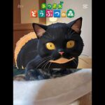 ★あつ森あんこ☺️猫相悪っ🤣★#ブリティッシュショートヘア #大福 #あんこ #猫のいる暮らし #cat #どうぶつの森 #あつ森