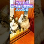あつ森風ニャンズ #cat #ねこ好きさんと繋がりたい