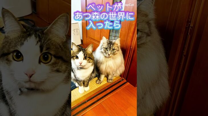 あつ森風ニャンズ #cat #ねこ好きさんと繋がりたい