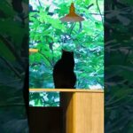 雨の日☔️ #あつ森 #猫 #猫のいる暮らし #猫好きさんと繋がりたい #cat ✨#animalcrossing