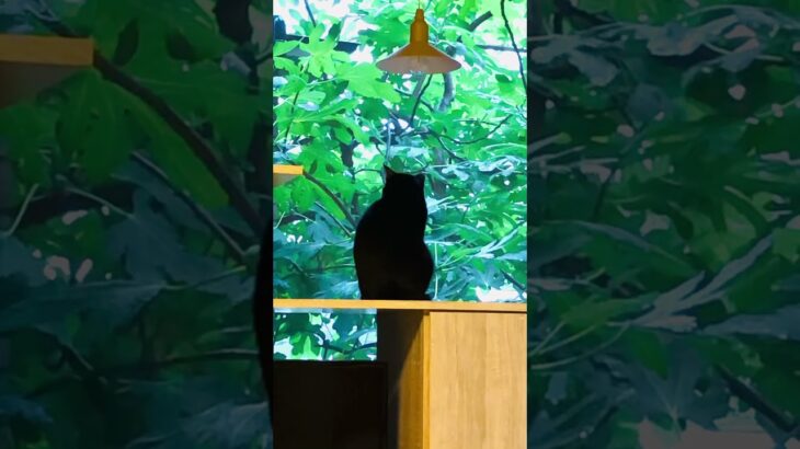 雨の日☔️ #あつ森 #猫 #猫のいる暮らし #猫好きさんと繋がりたい #cat ✨#animalcrossing
