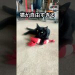 【奇跡の天才】下僕人間#cat #下僕 #あつ森 #自由 #funny #かわいい#あざとい