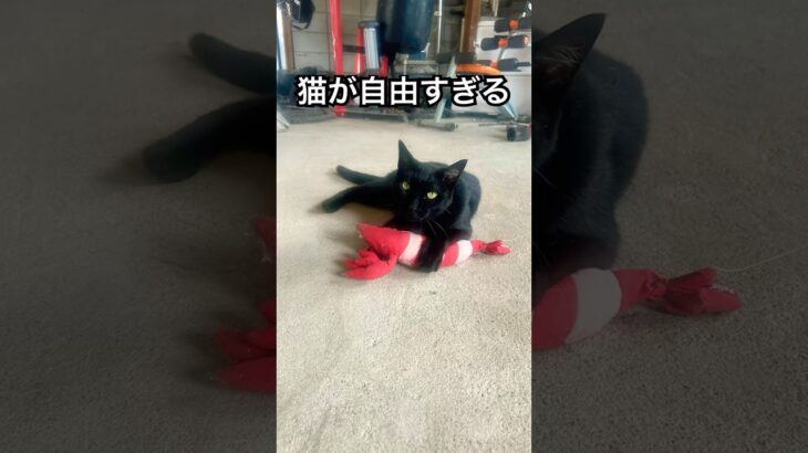 【奇跡の天才】下僕人間#cat #下僕 #あつ森 #自由 #funny #かわいい#あざとい