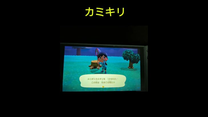 #short #あつ森 #熱盛 #釣り #虫取り #ゲーム 釣りガチャ&虫ガチャ