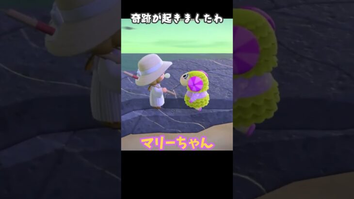 離島ガチャのジンクスってあるよね【あつ森】#shorts