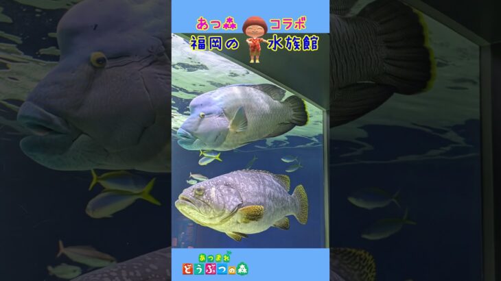 【あつ森】福岡の水族館であつ森とコラボ？！行ってきたよ～★★ #shorts