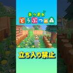 【あつ森】立入禁止 #shorts