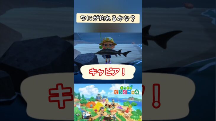 【#あつ森】キャビア！【#switch 】
