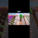 #あつまれどうぶつの森 #あつ森 #どうぶつの森 #小ネタ #ゲーム #ゲーム実況 #switch #チャンネル登録と高評価お願いします