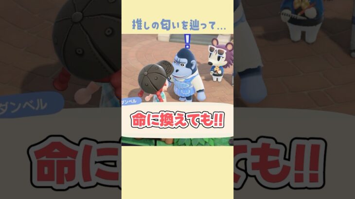 【#あつ森 】推しが落し物して困っていたので助けてあげます♥️#あつまれどうぶつの森 #どうぶつの森 #ゲーム実況 #ダンベルガチ恋勢