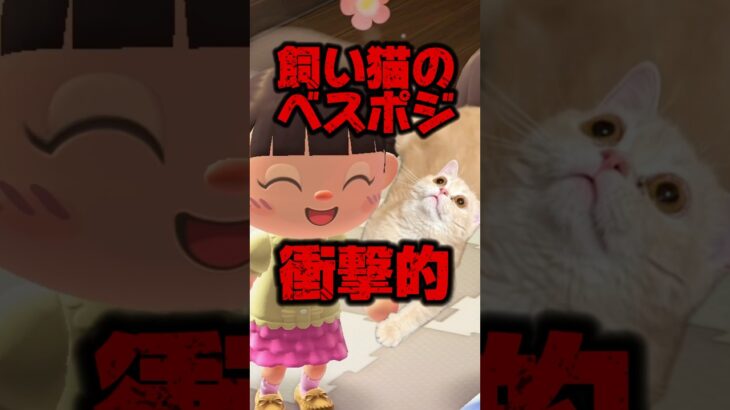 飼い猫のベスポジが衝撃的過ぎる/あつ森アニメ#あつまれどうぶつの森
