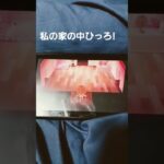 あつ森おもろ