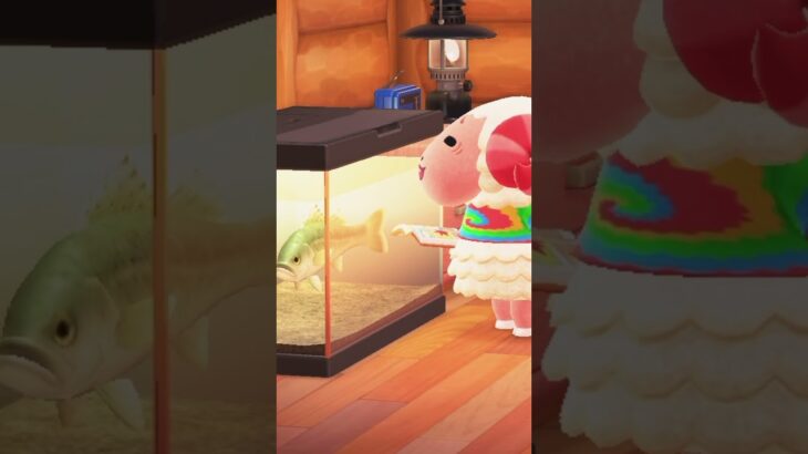 【あつ森】スズキの研究をするちゃちゃまる🐟