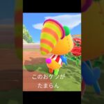 パッチに密着!! #パッチ #あつ森