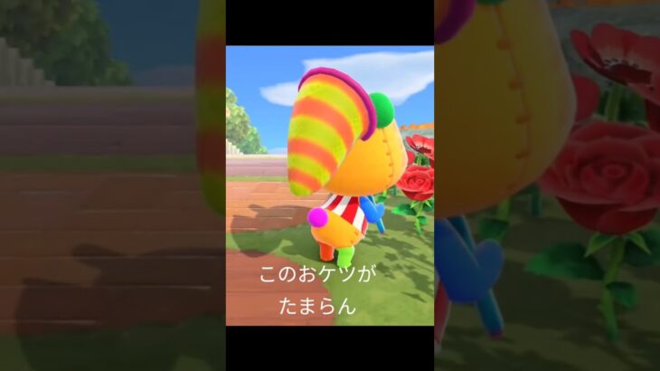 パッチに密着!! #パッチ #あつ森