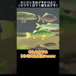 【あつ森】　イエローパーチはコワモテ　　　　　　　　　　　　　　　　　　　　 #ゆっくり実況 #あつ森 #あつまれどうぶつの森