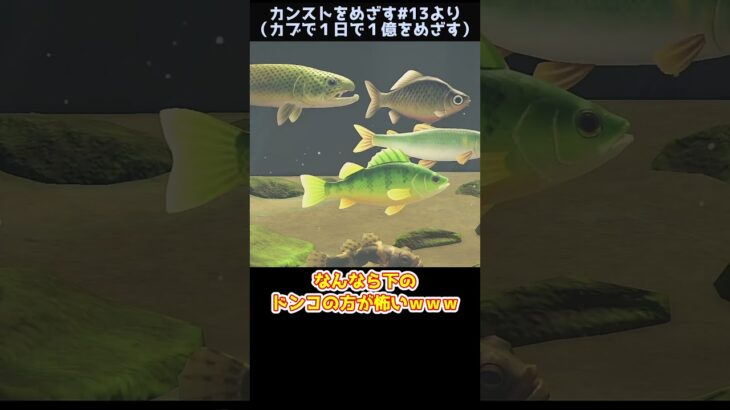 【あつ森】　イエローパーチはコワモテ　　　　　　　　　　　　　　　　　　　　 #ゆっくり実況 #あつ森 #あつまれどうぶつの森