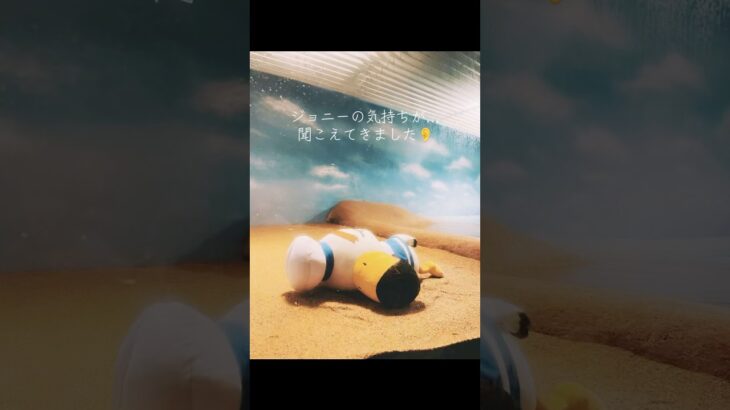 【あつ森】ジョニーの気持ち🥺知ってますか？？？#あつ森#あつまれどうぶつの森#ジョニー#マリンワールド#マリンワールド海の中道