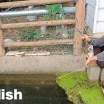 「用水路であつ森スタイル釣り」