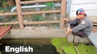 「用水路であつ森スタイル釣り」