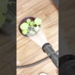 ①モンちゃんの日常 #あつ森 #ブロッコリー#モンちゃん、登録してね！