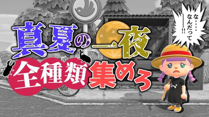 【あつ森】熱い夏がやってきた！一夜で全種類コンプリートチャレンジ！！！【ゆっくり実況】【あつまれどうぶつの森】