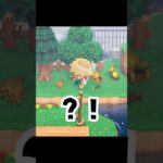 【あつ森】せみのぬけがらを取ろうとしたら… #あつ森 #あつまれどうぶつの森