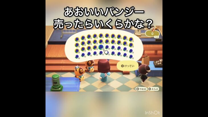 あおいパンジー売ったらいくらかな？　#vlog #あつ森 #あつまれどうぶつの森 #animalcrossing #こはくちゃんねる2424 #asmr #acnh