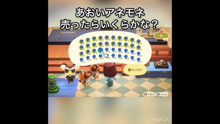 あおいアネモネ売ったらいくらかな？　#vlog #あつ森 #あつまれどうぶつの森 #animalcrossing #こはくちゃんねる2424 #asmr #acnh