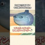 【あつ森】激レアサメ島に行き過ぎ問題発生！鮫大量ゲットだけどもう驚きませんw【あつまれどうぶつの森】#shorts #あつ森
