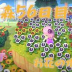 昼のあつ森【あつ森56日目】