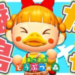 【あつ森】離島ガチャ✈️あの子を探して駆け回ります！＋TGS2025の話