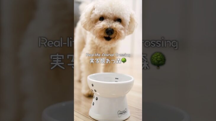 梨をシャクシャク食べるトイプードル【実写版あつ森】 #あつ森 #animalcrossing