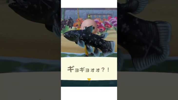 こいつを釣らないとね！ #あつ森 #あつまれどうぶつの森  #animalcrossing #acnh #ゲーム