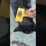 【あごが最高です】#野良猫 #ねこ #cat #japan #かわいい #あつ森 #やってみた #らーめん