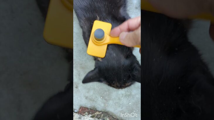 【あごが最高です】#野良猫 #ねこ #cat #japan #かわいい #あつ森 #やってみた #らーめん