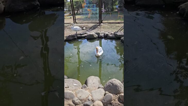 ワニ！？今日もおつかれさまー！#あつ森 #あつまれどうぶつの森 #koi #かわいい #動物 #動物園 #fish #chicken #rabbit #癒し