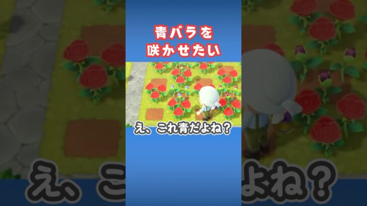 青バラが咲いた瞬間【あつ森】#shorts #あつ森 #青バラ