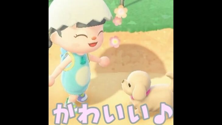 【あつ森】犬が見つけた物とは？！？！ #shorts #あつ森 #あつまれどうぶつの森 #ゲーム実況