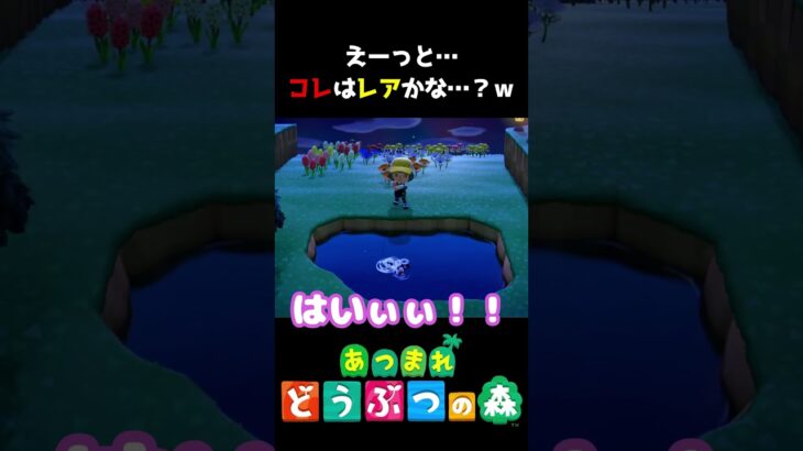 えーっと…コレは…レア？ｗｗｗ　#あつ森  #shorts #けいとかんな