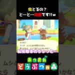 え?虫とるの?と、と、得意だよ!!ｗ #あつ森  #shorts #けいとかんな