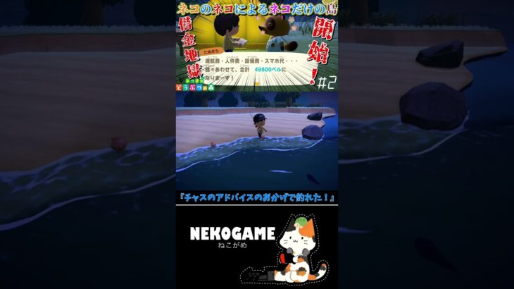 チャス見てくれた！？ #shorts #あつまれどうぶつの森 #あつ森