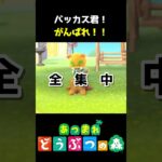 頑張れ!!虫捕りバッカス君!! #あつ森  #shorts #けいとかんな