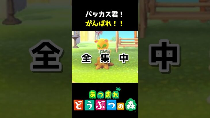 頑張れ!!虫捕りバッカス君!! #あつ森  #shorts #けいとかんな